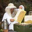 Date false: S-a raportat de două ori mai multă miere decât s-a produs