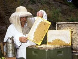 Date false: S-a raportat de două ori mai multă miere decât s-a produs