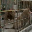 Pentru a vizita „Colţul Zoologic Şoimaru Ilişeşti”, adulţii plătesc 4 lei iar copiii 2 lei