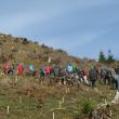 1.400 de voluntari au participat la împădurirea unei suprafeţe de 6,7 hectare de teren