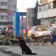 Sucevenii vor fi cei care vor decide ce se va întâmpla cu câinii de pe străzile municipiului