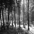 „Pădurea Laura”
