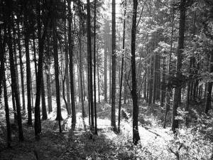 „Pădurea Laura”