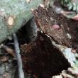 Coaja molizilor din Parcul Şipote, măcinată de larvele gândacilor de scoarţă