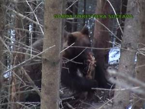 Ursul de talie mare, de peste 500 de kg, prins într-un laţ metalic, în zona localităţii Crucea, a pus în alertă ieri autorităţile sucevene