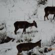 Efectivele de animale sălbatice care fac parte din patrimoniul cinegetic al judeţului, evaluate anual de către inspectorii de specialitate din cadrul Gărzii Forestiere Suceava