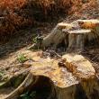 Bărbat prins de poliţişti după ce tăiase arbori nemarcaţi, în valoare de peste 7.000 de lei