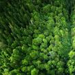 Cele 14.283 de hectare de pădure sunt cumpărate de suedezii de la GreenGold Group