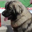 Peste 750 de câini, din 60 de rase, vor putea fi admirați la Bucovina Dog Show