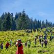 Aproape 600 de voluntari au plantat 6.340 de puieți de molid, brad și larice în Călimani