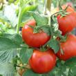 Tomate din producția nouă
