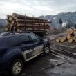 Sancțiuni de peste 80.000 de lei, aplicate de Garda Forestieră Suceava, pentru infracțiuni silvice