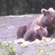 Ursoaică cu pui