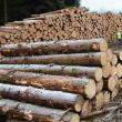 Tăierile ilegale de copaci din pădurile sucevene au scăzut anul trecut, comparativ cu 2020