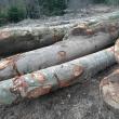 Tăierile ilegale de copaci din pădurile sucevene au scăzut anul trecut, comparativ cu 2020