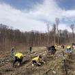 Membrii AUR Suceava au plantat câteva sute de puieți de frasin și paltin în zona Pătrăuti