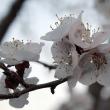 Primăvară cu temperaturi extrem de scăzute