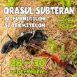 „Orașul subteran al furnicilor și termitelor”, la Muzeul de Științele Naturii Suceava