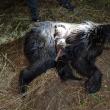 Un urs grav rănit a băgat spaima în oameni. A fost în cele din urmă tranchilizat și eutanasiat