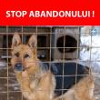 Târg de adopții pentru câinii fără stăpân, sâmbătă, în centrul municipiului Suceava