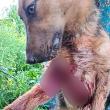 Câinele a fost împușcat într-o zonă de case din satul Măriței, comuna Dărmănești