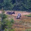 Familie de urși care se pregătește de hibernare, surprinsă în sălbăticia Bucovinei foto Constantin Rotar