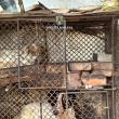 Poliția Animalelor a descins la o locuință din Suceava unde pisici și câini erau ținuți în cuști de iepuri
