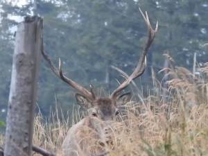 Boncănitul cerbului, unul dintre cele mai impresionante spectacole ale toamnei, la Brodina (Video)