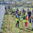 Plantare de arbori cu peste 350 de voluntari la Mitocu Dragomirnei