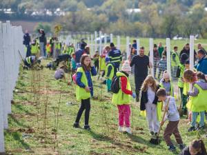 Plantare de arbori cu peste 350 de voluntari la Mitocu Dragomirnei