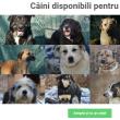 Catalog online al câinilor disponibili pentru adopție la Adăpostul Public Suceava