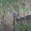 Două căprioare, ucise după ce au fost lovite de o mașină