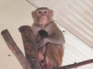 Pui de macac și de căprițe pitice, născuți înainte de Paște la colțul zoologic al lui Șoimaru