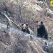 Întâlnire cu doi urși tineri și ceva mai sfioși, în Parcul Național Călimani