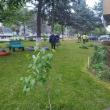 Lucrări de cosire a spațiilor verzi programate săptămâna viitoare în municipiul Suceava