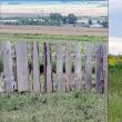Câinii de pe Dealul Mănăstirii dau zilnic târcoale fermei de animale unde au făcut pagube mari anul trecut