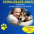 Campanie de sterilizări gratuite pentru 700 de animale de companie, în municipiul Suceava