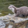 O asociație de pescari din Suceava cere reducerea numărului de vidre, care ar decima populația de păstrăv de la munte