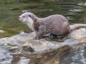 O asociație de pescari din Suceava cere reducerea numărului de vidre, care ar decima populația de păstrăv de la munte