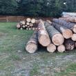 Control judiciar pe cauțiune de peste 100.000 de euro, în dosarul afaceriștilor cu lemn în care a fost ridicat și un consilier județean din Suceava