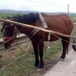 Bărbat mort după ce calul s-a speriat și căruța a trecut peste el