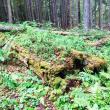 Lecție de biodiversitate într-o pădure din Dorna Candrenilor