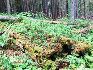 Lecție de biodiversitate într-o pădure din Dorna Candrenilor