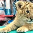 Colțul zoologic de la Zaharești, care adăpostește primul exemplar de ligru din România, aspru sancționat de Garda Națională de Mediu