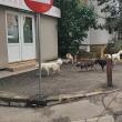 ”Nu mai facem față numărului mare de câini care sunt aduși în Suceava”