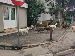 ”Nu mai facem față numărului mare de câini care sunt aduși în Suceava”