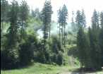 Pompieri şi silvicultori, testaţi în simularea unui incendiu la pădure