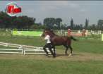 Caii pur-sânge arab, vedetele unui concurs de frumuseţe, la Rădăuţi