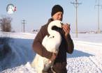 O lebădă găsită aproape îngheţată pe malul râului Suceava a fost salvată de un bărbat din Ipoteşti