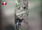 O ursoaică și doi pui găsiți morți pe un fond cinegetic din zona Dorna